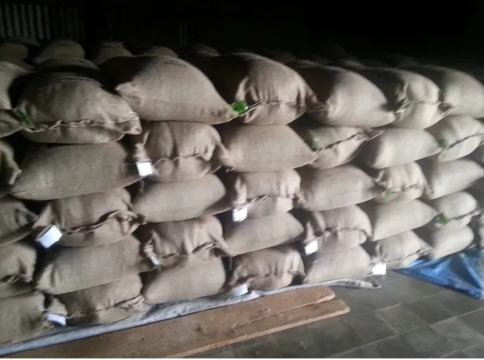 Pre-shipment coffee export warehouse staging with tagged 60kg jute sacks